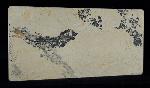 Leptolepides sprattiformis (BLAINVILLE 1818) - Bild &copy; FossNet FossilienStore